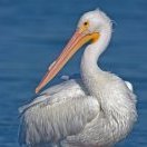 White Pelican