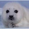 tuppythesealpuppy